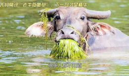 老牛吃嫩草视频,一段跨越年龄的爱情传奇