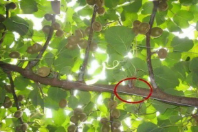 猕猴桃修剪技术视频,视频教程深度解析