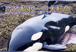 大鲸鱼视频,大鲸鱼视频带你领略海洋巨兽的壮丽世界