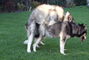 动物交配大全视频,揭秘奇妙的交配大全